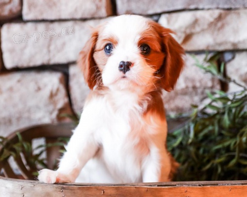 Staten Cavalier King Charles tata k adopci