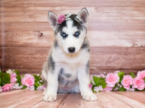 Blue Eyes Sibisk husky tata.