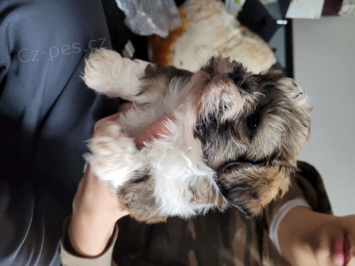 Krsn tata Shih Tzu