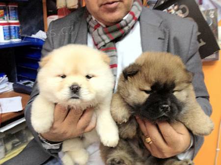 CERTIFIKOVAN KC REG CHOW CHOW TATA K PRODEJI