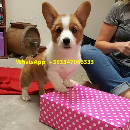 Welsh corgi tata