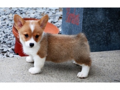 tata Pembroke Welsh Corgi