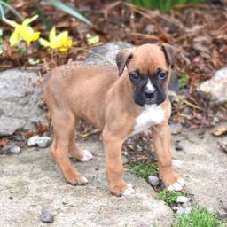 Sweet Boxer 