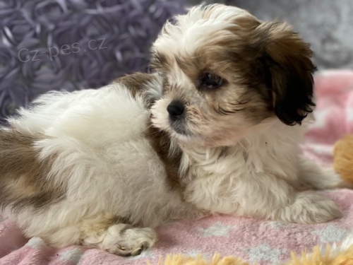 tata Shih Tzu pipravena