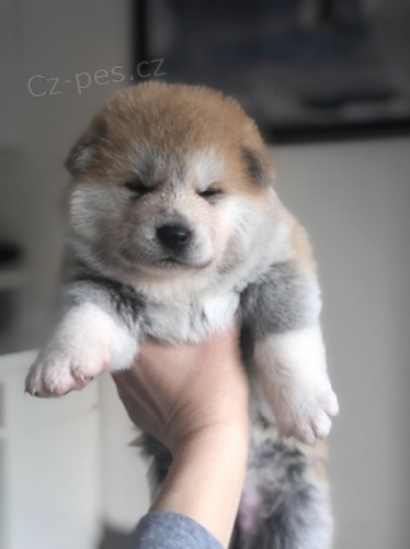 Japonsk Akita Inu 