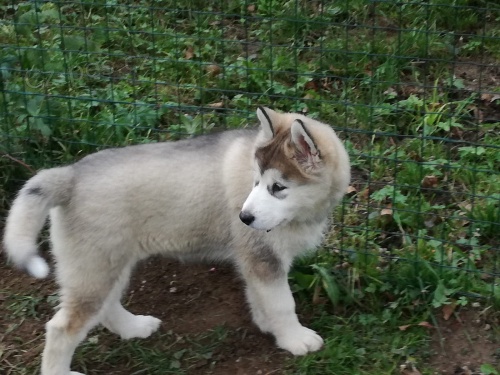 Aljask dti Malamute .jsou k dispozici co nejdve