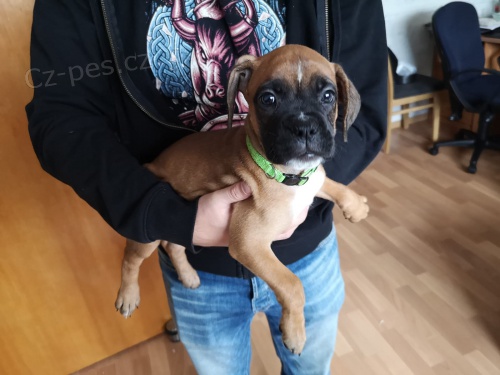 tata boxer jsou nyn k dispozici pro adopci