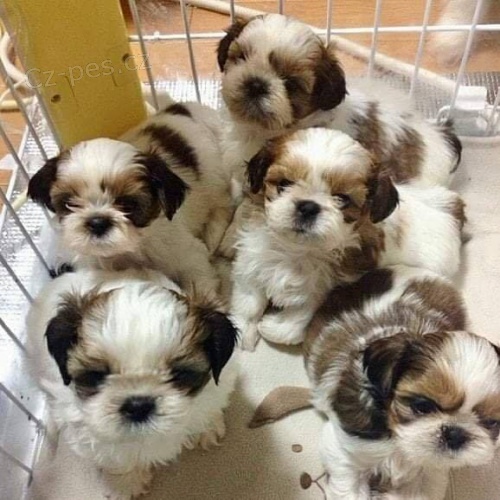 Roztomil tata Shih Tzu k adopci