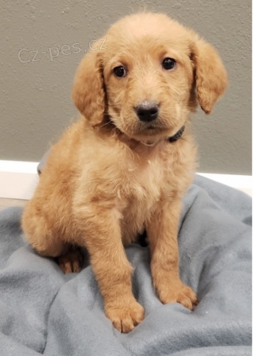 Zdrav tata Labradoodle k adopci