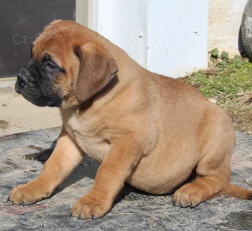 Bullmastiff tata pro dobr domov 