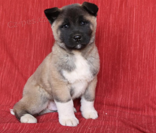 Dti Akita inu k adopci 