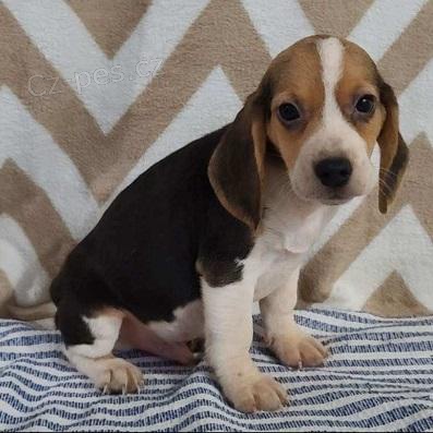 K dispozici jsou roztomil tata Beagle