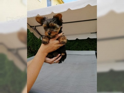  Yorkshire terrier bez PP