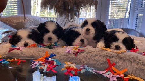 6 krsnch tat Shih Tzu pro adopci