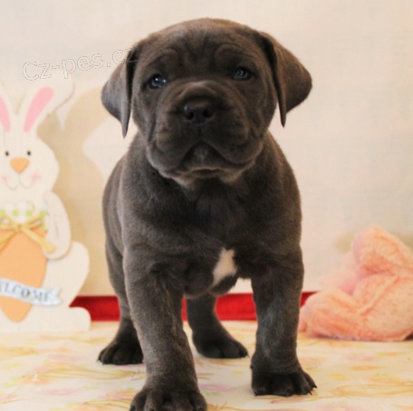 Italsk tata cane corso jsou pipravena na nov rodiny.