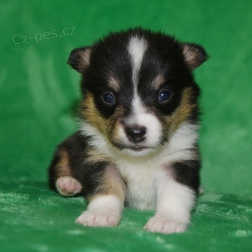 krsn a rozkon Pembroke Welsh Corgi tata tata na prodej.