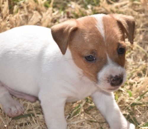 zdrav tata jack russell na prodej.