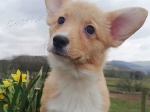 pembroke welsh corgi rozko