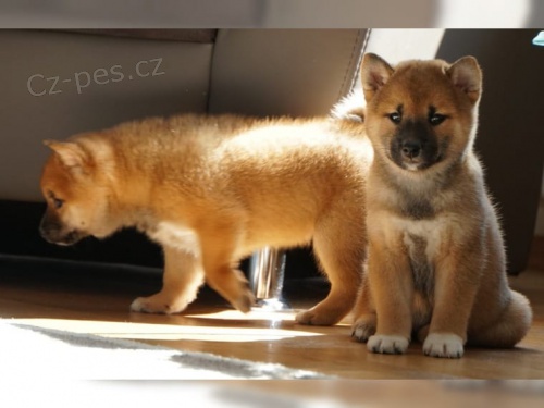 tata Shiba Inu pro nov domovy k adopci