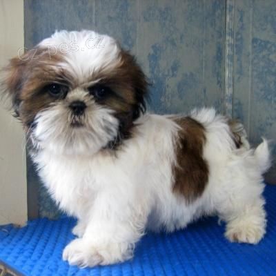 tata shih-tzu na prodej.