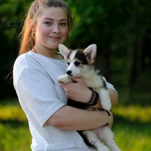 Welsh corgi tata na prodej.