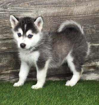 adoptujte krsn tata sibiskho husky