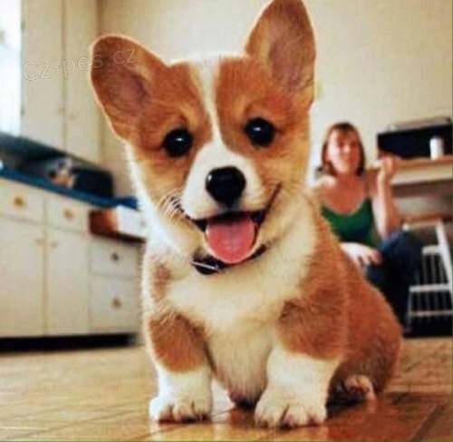 Welsh corgi tata na prodej.