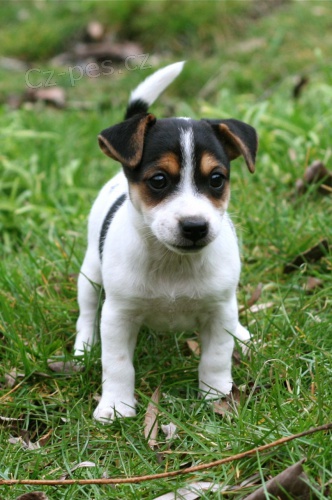 Jack Russell