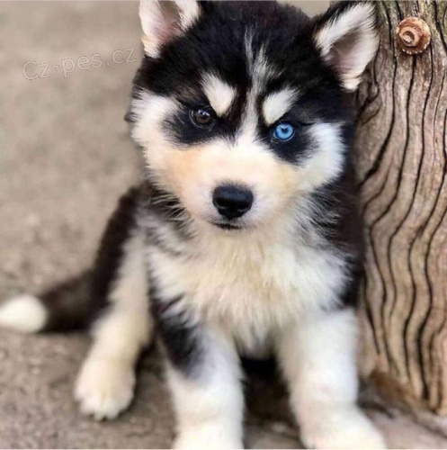 krsn siberain husky k adopci