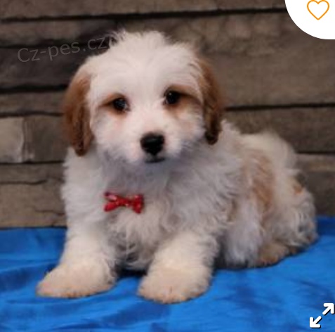 krsn tn bernedoodle k adopci