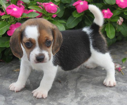 tata Beagle pipravena.