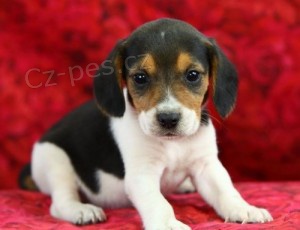 Okouzlujc beagle tn k adopci