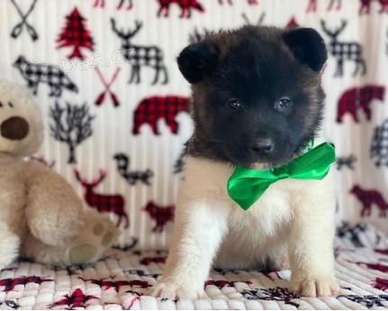 Akita pupiees jsou pipraveny k adopci