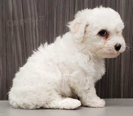 tata Bichon Frise k adopci.