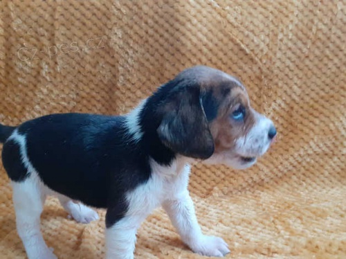 tata beagle k dispozici