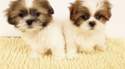 Krsn ttka Shih Tzu Imperial