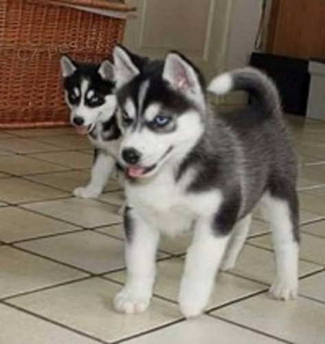 husky