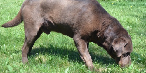 Krsn ttka labradorskho retrvra