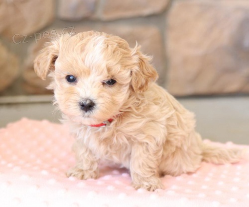 Krsn tata maltipoo retrvra