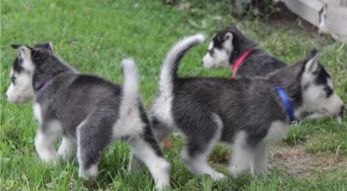 krsn tn seberian husky k dispozici k adopci