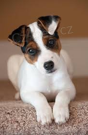 Jack Russell