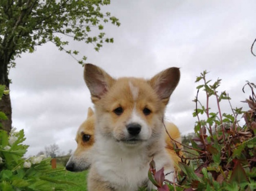 Pembroke Welsh Corgi