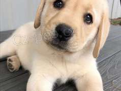 labradorsky retriever