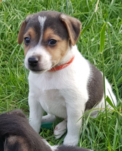 Jack Russell tata