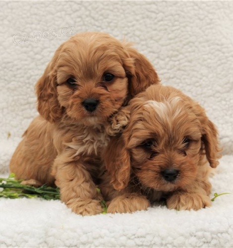 krsn ttko cavapoo k dispozici k adopci