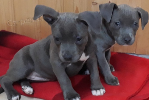 2 Americk  Blue pitbulterir pro nov domy