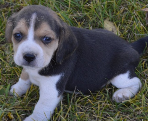 beagle stenata