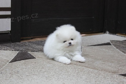 Mini pomeranian bez PP