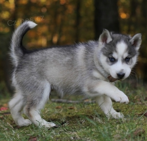 Krsn ttka Pomskies na prodej (kenec sibiskch a pomeranskch)