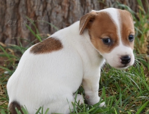 ZDRAV ttka Jack Russell na prodej.